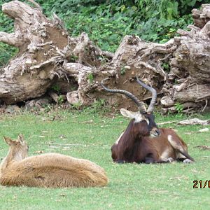 Nile Lechwe