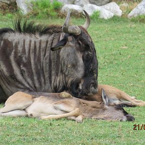Blue Wildebeest and Calf