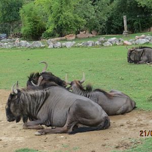 Blue Wildebeest