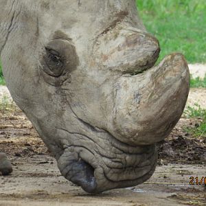 Southern White Rhinoceros