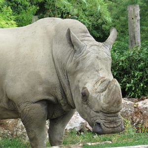 Southern White Rhinoceros