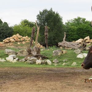 Ankole Watusi and Gelada Island