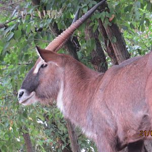 Defassa Waterbuck