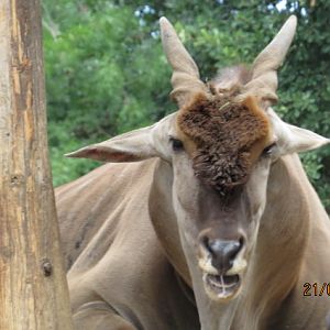 Common Eland