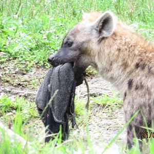 Spotted Hyena
