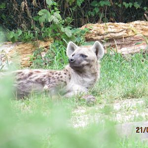 Spotted Hyena