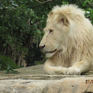 White Lion