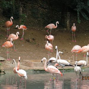 Chilean Flamingo