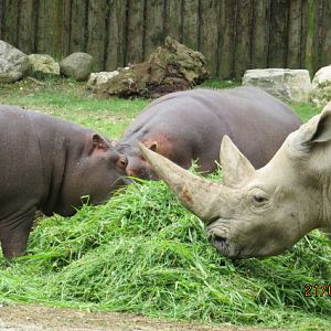 White Rhinoceros and Hippo Feeding Together