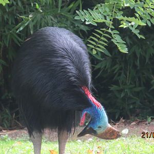Southern Cassowary