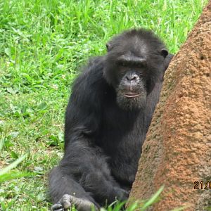 Chimpanzee