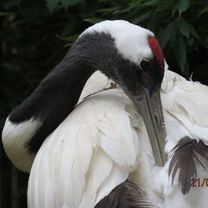 Red-crowned Crane