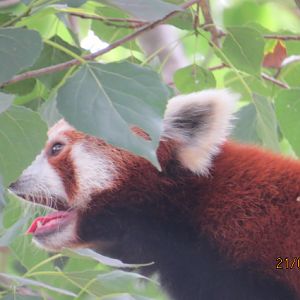 Red Panda