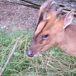Reeve's Muntjac