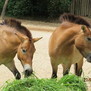 Przewalski's Horses