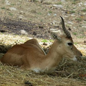 Blackbuck