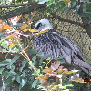Bearded Vulture