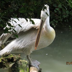 Dalmatian Pelican