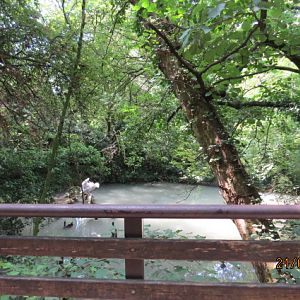 Dalmatian Pelican Exhibit
