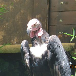 Red-headed Vulture