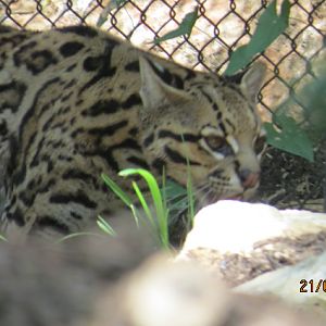 Ocelot