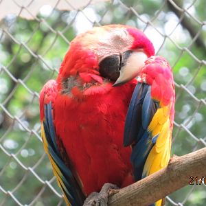 Scarlet Macaw