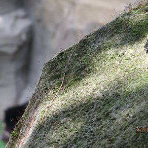 Andean Bear (Lizard ID?)