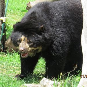 Andean Bear
