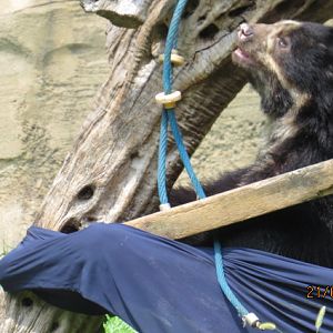 Andean Bear