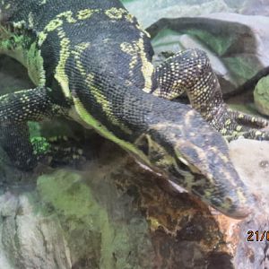 Asian Water Monitor