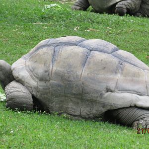 Aldabra Giant Tortoise