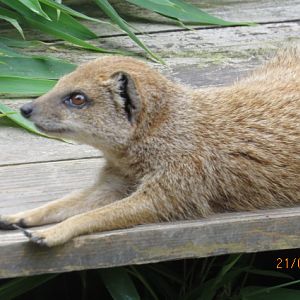 Yellow Mongoose