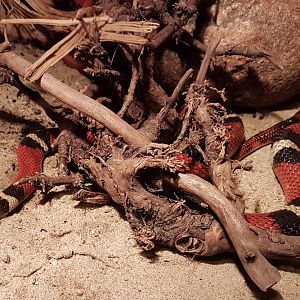 Lampropeltis triagulum