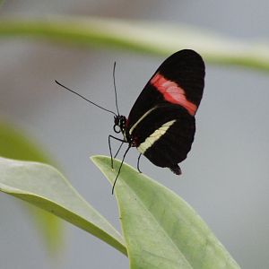 Common postman (Heliconius melpomene)