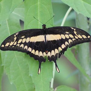 King swallowtail (Papilio thoas)