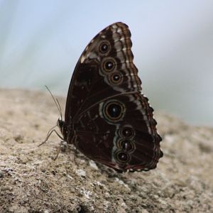 Blue morpho (Morpho peleides )