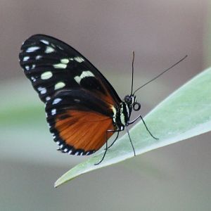 Tiger longwing (Heliconius hecale)