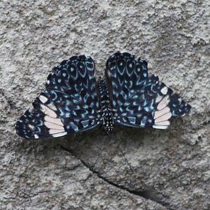 Red cracker (Hamadryas amphinome)