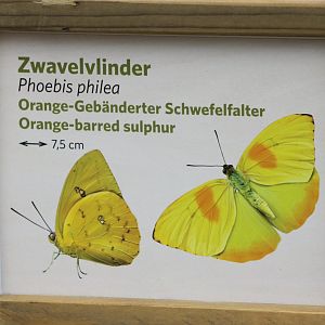 Sign Orange-barred sulphur