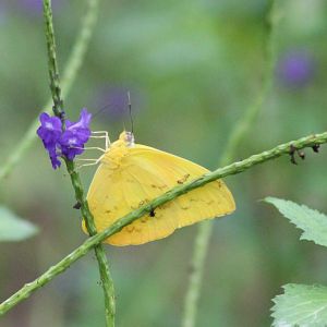 Orange-barred sulphur