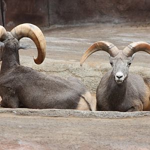Bighorns