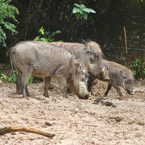 Warthogs with young