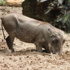 Digging Warthog