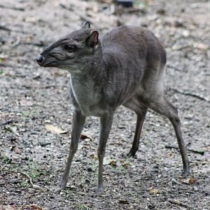 Blue duiker