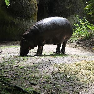 Pygmy hippo