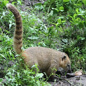 Ring-tailed coati