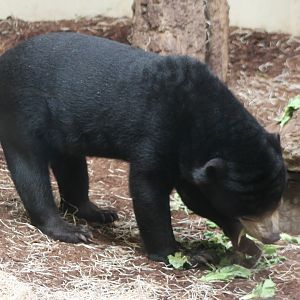 Sun bear
