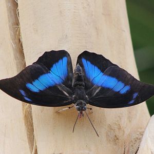 One spotted prepona (Archaeoprepona demophon)