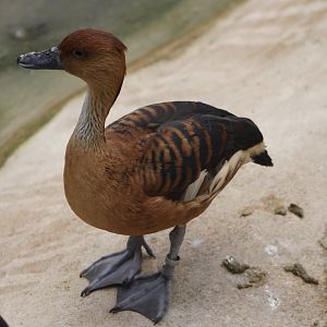 Fulvous whistling duck