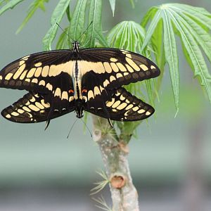 Mating (?) butterflies